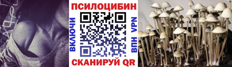 Купить  Салаир  Галлюциногенные грибы Cubensis 